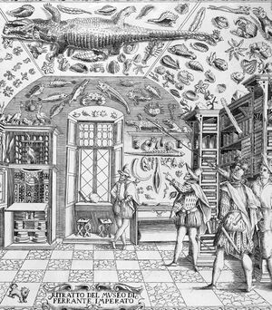 Detail from "Ritratto del museu di Ferrante Imperato", In: Ferrante IMPERATO, Dell'Historia Naturale -Napoli, 1599